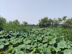 -绿堤公园
