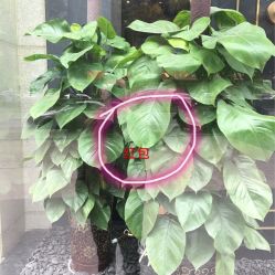 我藏的红包-意念造型