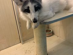 -藦茜花园宠物主题亲子互动体验馆(国顺东路店)