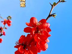-上海辰山植物园