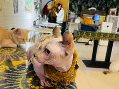 -平行世界·猫咖(首经贸店)