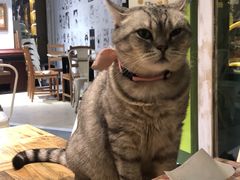 猫-小时光咖啡馆(开森度假森林店)