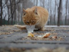 -野鸭湖国家湿地公园