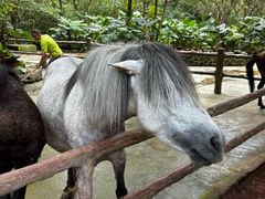 -海南热带野生动植物园