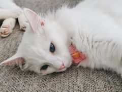-平行世界·猫咖(首经贸店)