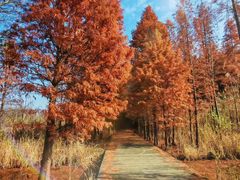 -溱湖国家湿地公园