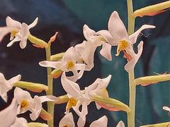 -北京植物园-展览温室