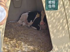 -君乐宝优致牧场