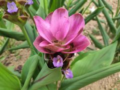 -松山湖梦幻百花洲