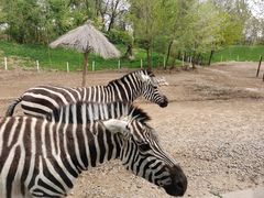 -北京野生动物园