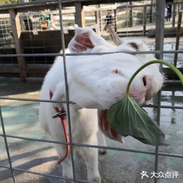 9.9元就能和小动物亲密接触