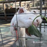 9.9元就能和小动物亲密接触