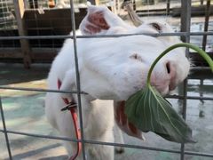 -前小桔亲子创意农场·草莓采摘·露营烧烤