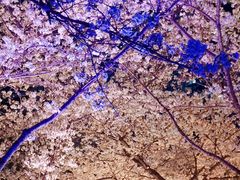 -西北湖绿化广场