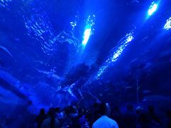 -成都浩海立方海洋公园