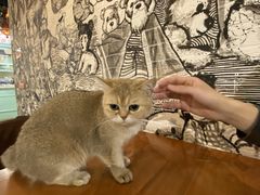 -猫小院猫主题餐厅(三里屯店)