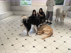 -毛绒耶耶撸宠馆·猫咖·狗咖·荷兰猪咖