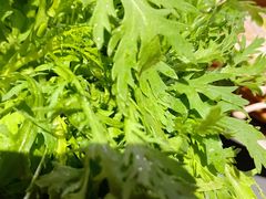 蔬菜拼盘-麻路成都火锅(柏威年店)