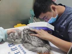 -伟伟宠物医院·瑞派猫友好医院·猫科(光谷店)
