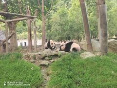 -都江堰中华大熊猫苑