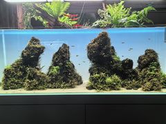 -ADA自然水景世界