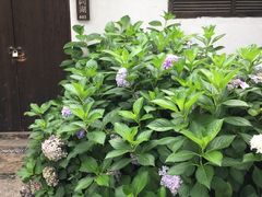 -田园东方蜜桃村的田野营地