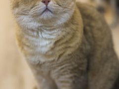 -柴迷FANS CLUB·柴犬狗咖·猫咖