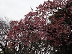 -上野公园花园稻荷神社(忍岡稲荷神社)