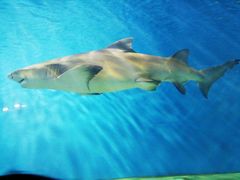 -北戴河圣蓝海洋公园