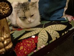 -猫色咖啡·猫咖