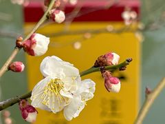 -无锡梅园公园