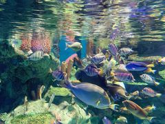 -海合安成都极地海洋公园