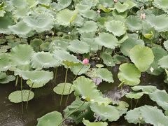 -荔湾湖公园