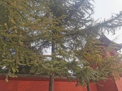 -洛阳白马寺