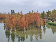 -白鹭湾湿地公园