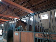 -北京群众马术培训基地