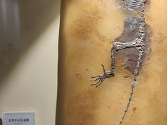 -辽宁古生物博物馆
