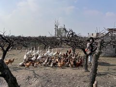 -樂桃源奉贤黄桃种植采摘基地