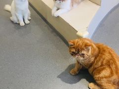 -飞行喵MR PILOT|猫舍·猫咖(静安大融城店)