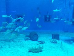 -北戴河圣蓝海洋公园