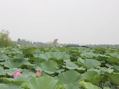 -白洋淀景区