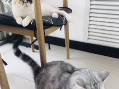 -平行世界·猫咖(首经贸店)