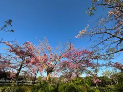 -风云岭森林公园