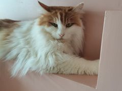 -猫儿山۰猫主题餐厅