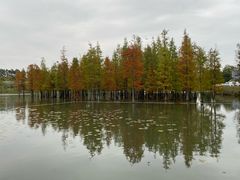 -白鹭湾湿地公园