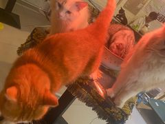 -平行世界·猫咖(首经贸店)