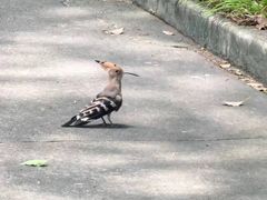 -上海虹桥迎宾馆