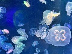 -海合安成都极地海洋公园
