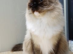 -李小姐の猫咖啡馆(五角场店)