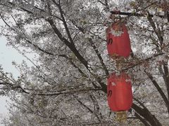 -古柏渡飞黄旅游区